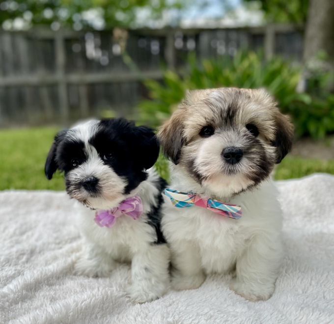 Havapoo Havanese x Poodle