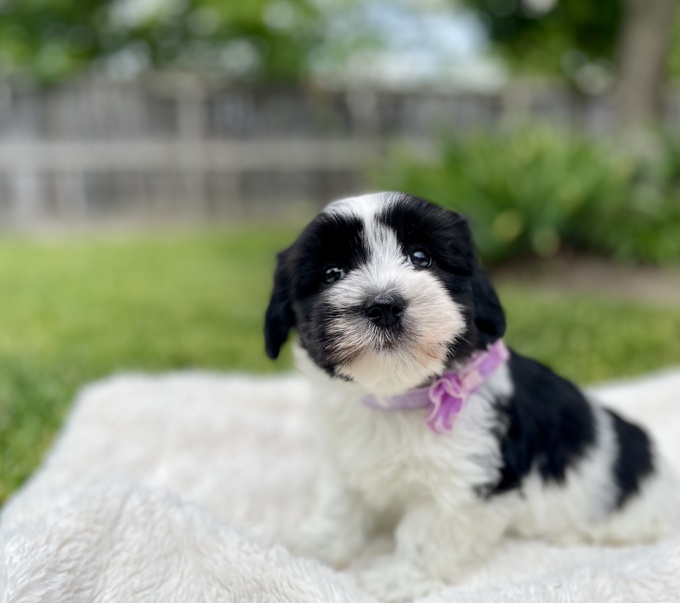 Havapoo Havanese x Poodle