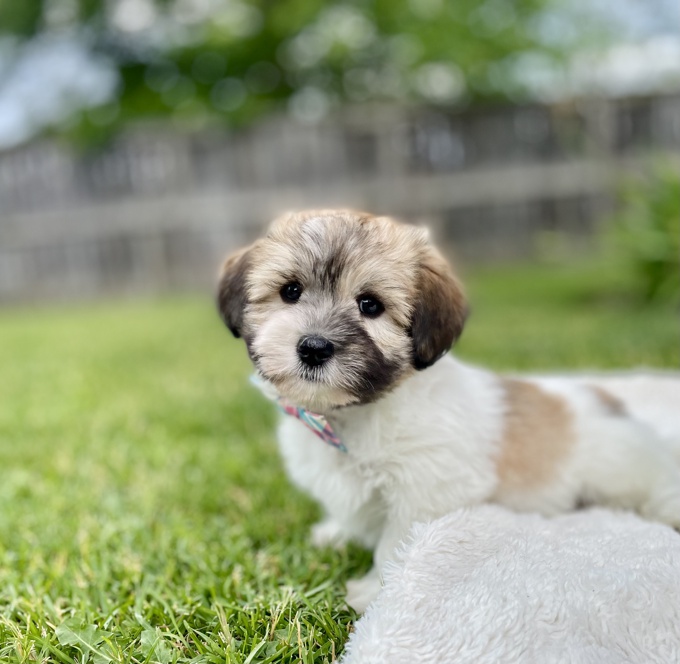 Havapoo Havanese x Poodle