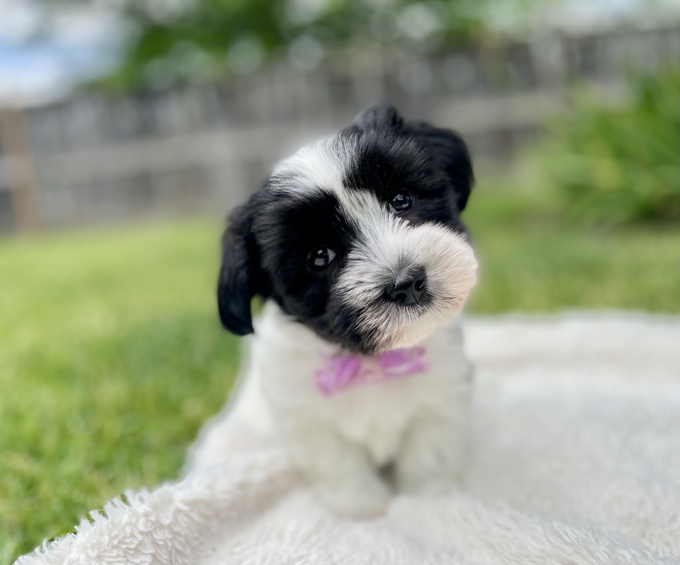Havapoo Havanese x Poodle