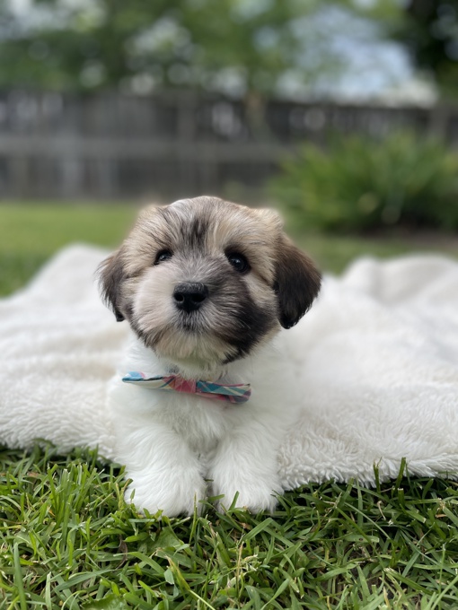 Havapoo Havanese x Poodle