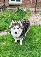 Pomsky
