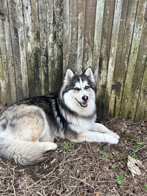 Pomsky