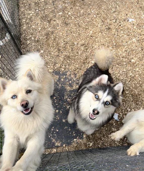 Pomsky
