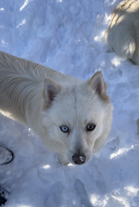 Pomsky