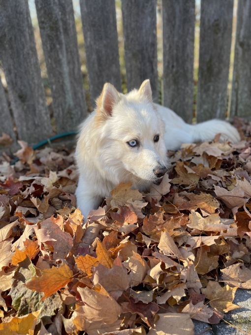 Pomsky