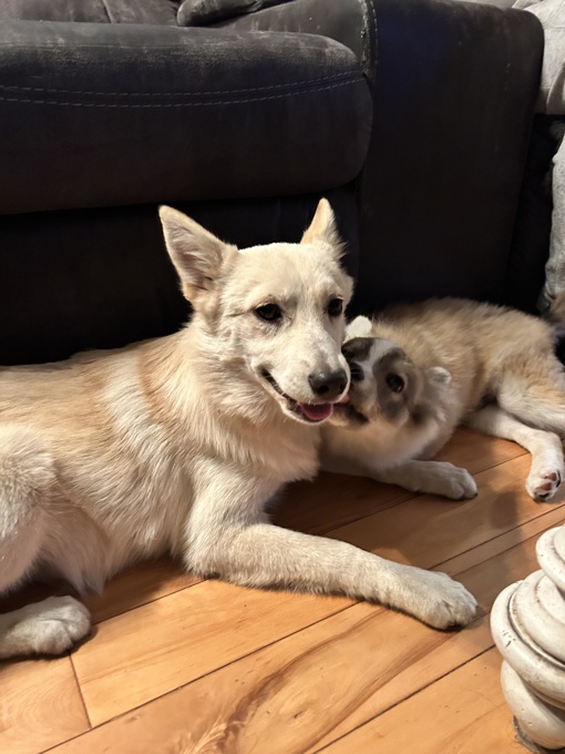 Pomsky