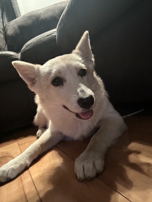 Pomsky