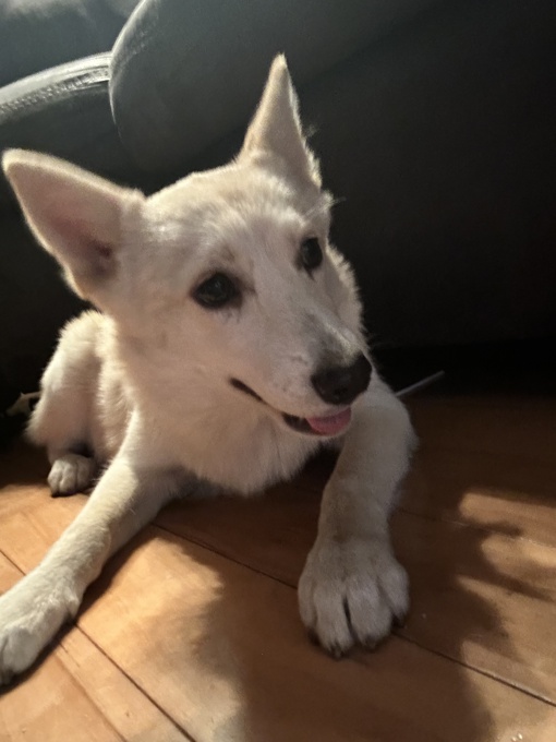 Pomsky