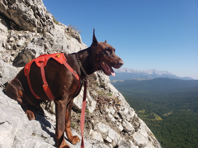 Doberman