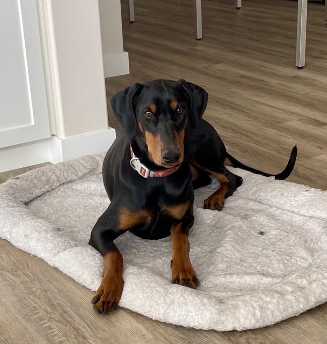 Doberman