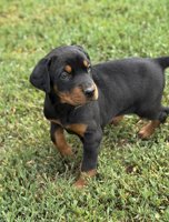 Doberman