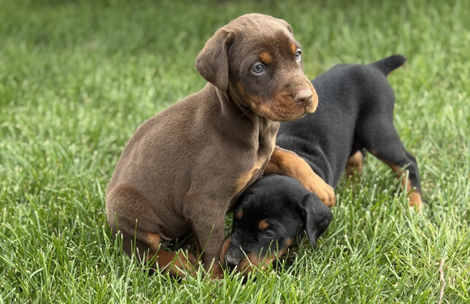 Doberman