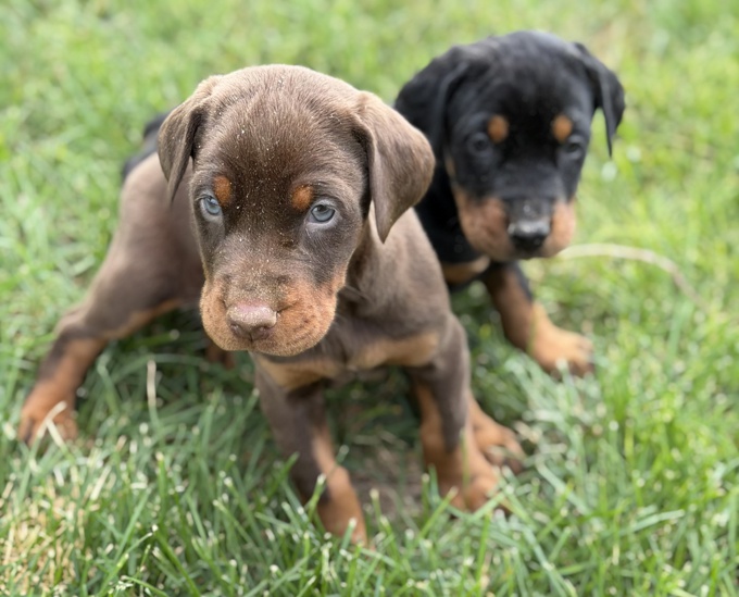 Doberman