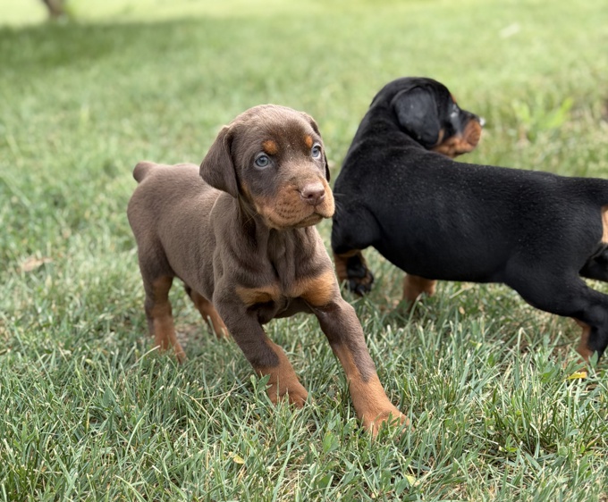 Doberman