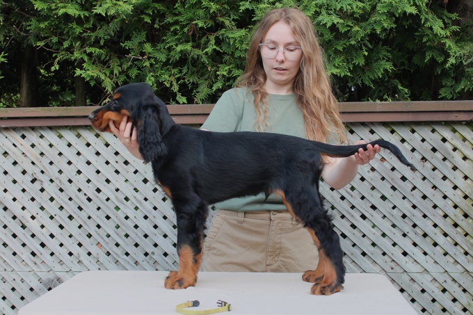 Gordon Setter
