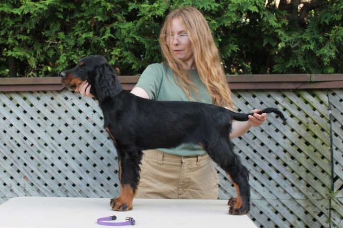 Gordon Setter