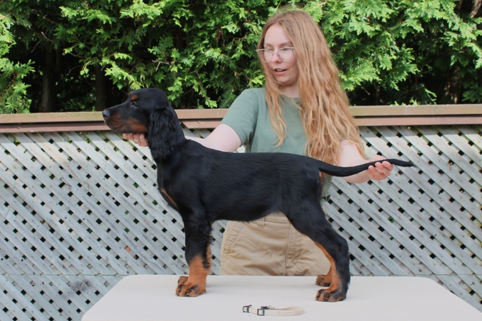 Gordon Setter