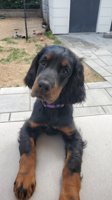 Gordon Setter