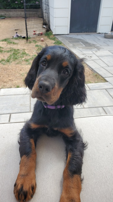 Gordon Setter