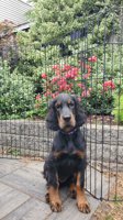 Gordon Setter
