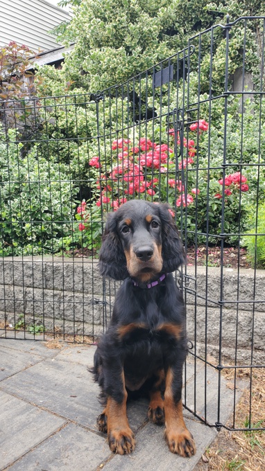 Gordon Setter
