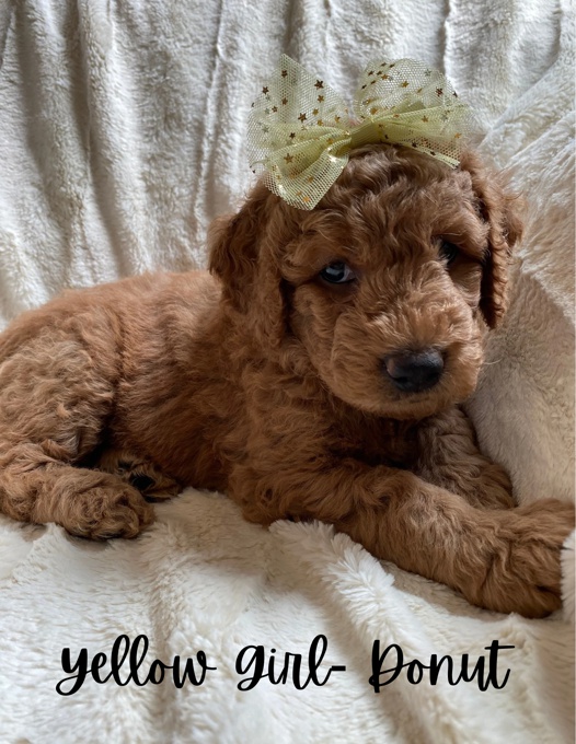 Goldendoodles