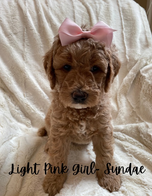 Goldendoodles