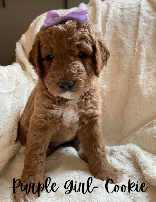 Goldendoodles
