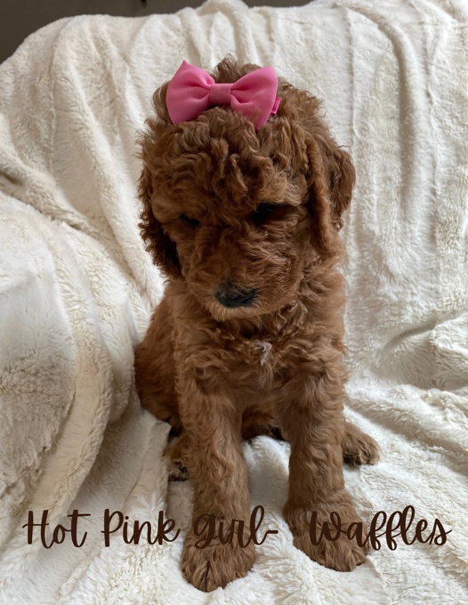 Goldendoodles