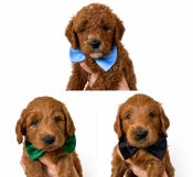 Goldendoodles
