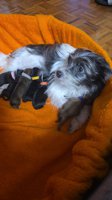 Yorkie/pomeranian mix