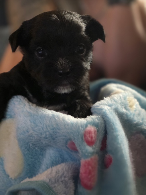 Yorkie/pomeranian mix