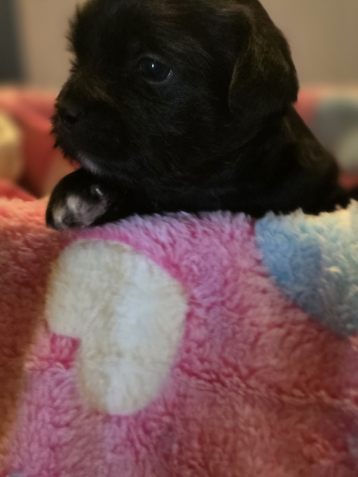 Yorkie/pomeranian mix