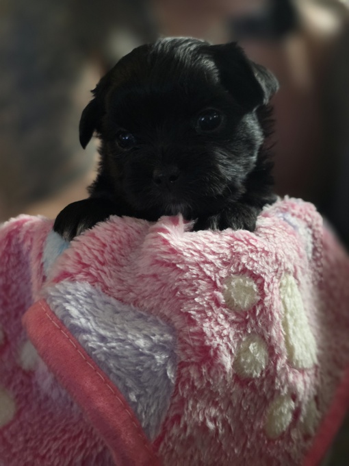 Yorkie/pomeranian mix