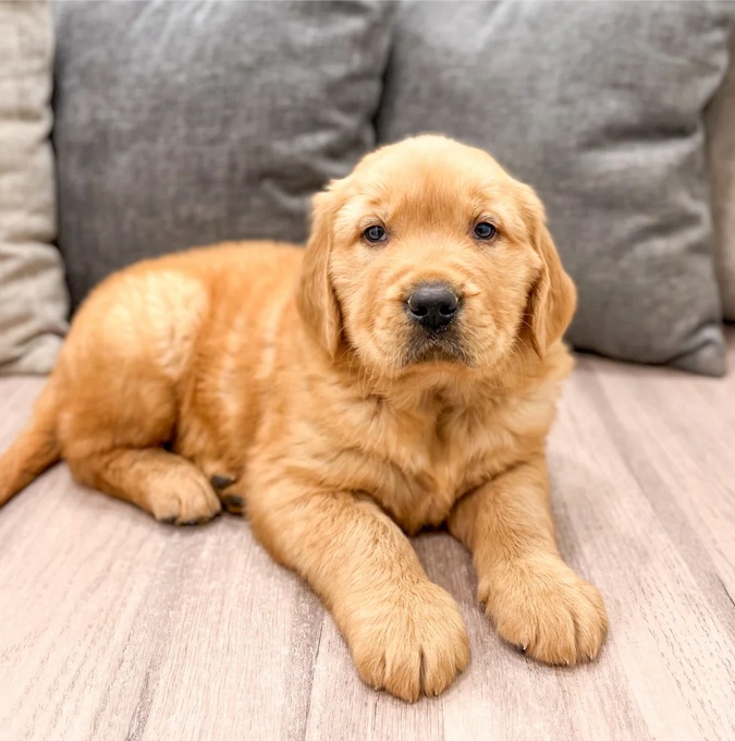 Golden Retriever