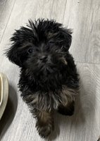 Morkie