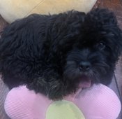 shihpoo