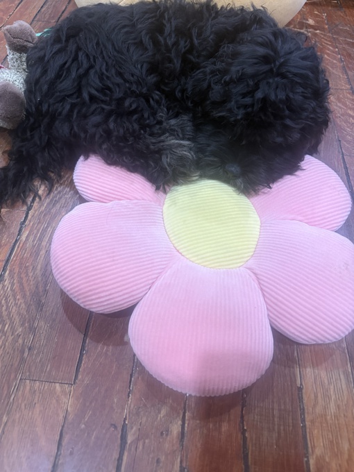 shihpoo