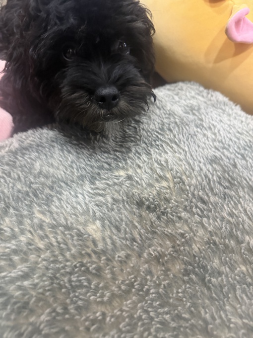 shihpoo