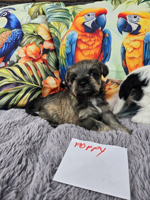 miniature schnauzer