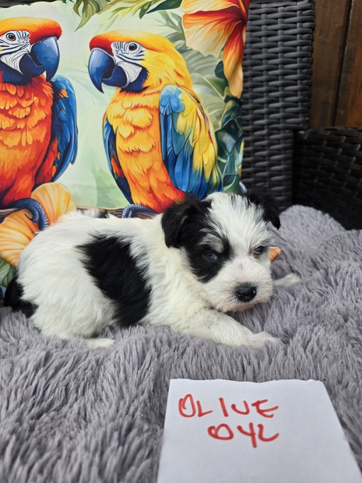 miniature schnauzer