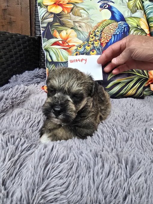 miniature schnauzer