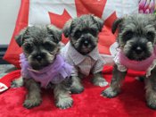 miniature schnauzer