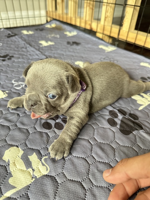 French bulldog