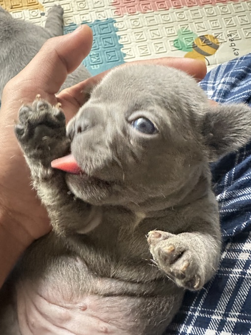 French bulldog