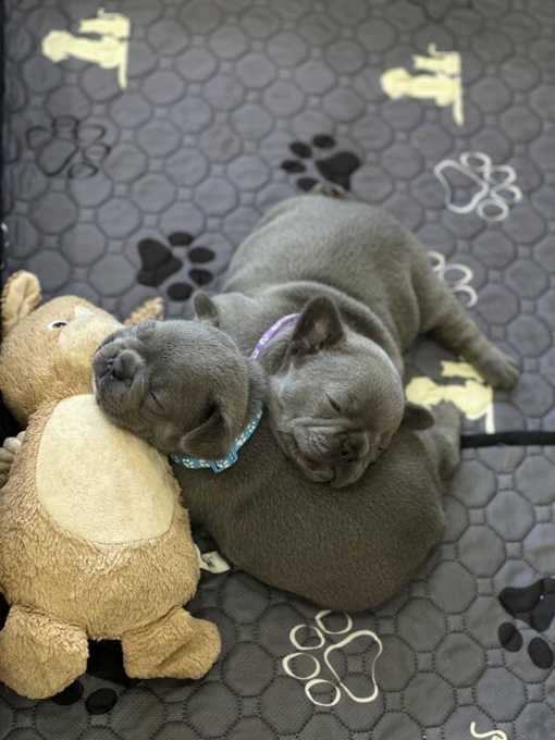 French bulldog