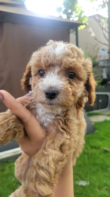 Cockapoo