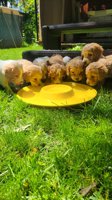 Cockapoo