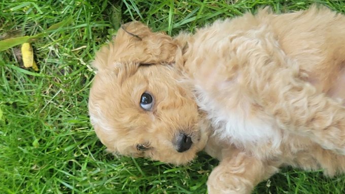 Cockapoo